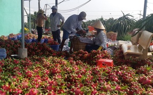 Trung Quốc bất ngờ có một quyết định vào dịp Tết, Việt Nam lo bán triệu tấn trái cây
