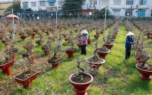 Làng giữa Sài Gòn trồng thứ cây cảnh, gần Tết tuốt sạch cả lá, vườn chật hẹp vẫn thu tiền tỷ