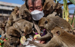 Ảnh thế giới 7 ngày qua: Những chú khỉ hiếu khách ở Thái Lan