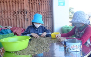 Giá cà phê tăng cao nhất trong 10 năm vì thế giới lo thiếu hụt nguồn cung, Việt Nam hưởng lợi lớn