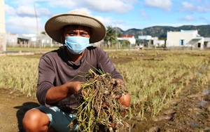Ninh Thuận: Nông dân khóc ròng bất lực nhìn nông sản, hoa màu trôi theo mưa lũ 