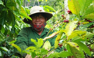 Giá phân bón tăng 70%, mùa cà phê đẹp nhưng nông dân Đắk Lắk &quot;ngoài tươi trong héo&quot;