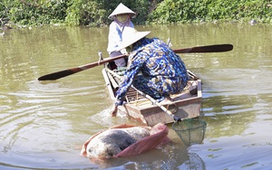 Xác lợn chết vứt trôi sông, dập dềnh mương nước-cảnh tượng kinh hoàng ở tỉnh Hưng Yên (Bài 2): Chủ tịch xã nói gì?