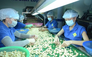 Campuchia đang bán lượng khổng lồ một loại hạt sang Việt Nam, là hạt gì?