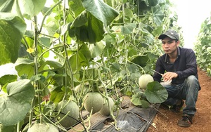 Nghệ An: Nông dân 9X kiếm 400 triệu/năm nhờ trồng dưa lưới quả nào cũng to đùng, cả làng khen nức nở