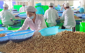 Việt Nam là nguồn cung cấp hạt điều số 1 tại thị trường Đức