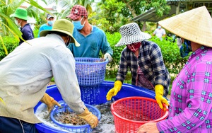 Để nông dân bán hơn 2.800 tấn tôm càng xanh chớm vụ, ngành chức tỉnh Cà Mau đã có hành động gì?