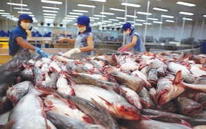 Trung Quốc đột nhiên tăng tốc thu mua, Việt Nam thu ngay 1,3 tỷ USD nhờ bán cá tra
