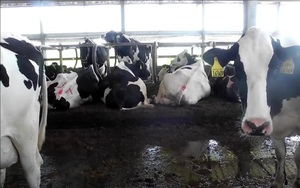 Biến phân bò thành nguồn lợi nhuận "khủng", người nông dân Mỹ làm thế nào?