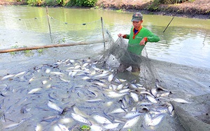 Cá thát lát ơi, đâu rồi một thủa vàng son-câu nói đầy chua xót của nông dân nuôi cá Nàng Hai ở tỉnh Hậu Giang