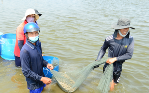 Ninh Thuận: Nuôi ốc đặc sản gì dưới nước mặn mà người Trung Quốc thích ăn con nhỏ, khách Việt Nam thích ăn con to?