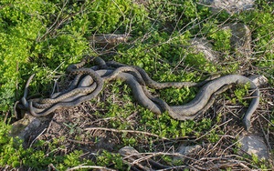 Hòn đảo nguy hiểm nhất thế giới cứ 1m2 có 5 con rắn độc là “nhà” của loài rắn độc nhất thế giới nào?