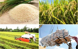 Bộ Nông nghiệp Mỹ dự báo Việt Nam tiếp tục đứng thứ 2 về xuất khẩu gạo