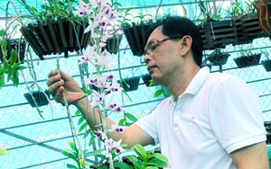 Tiền Giang: Lạc vào vườn hoa lan 80.000 giò ở TP Mỹ Tho, có nhiều cây hoa lan giả hạc đột biến