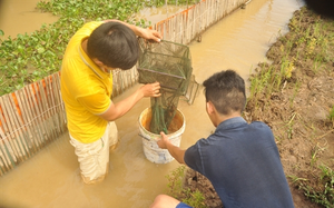 Bất ngờ ao nuôi cua đồng ở tỉnh Đồng Nai, bắt lên toàn cua ngon, vàng ươm
