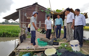 Từng là nông dân sản xuất giỏi, "thủ lĩnh" nông dân An Giang sẽ làm gì nếu trở thành đại biểu HĐND tỉnh?