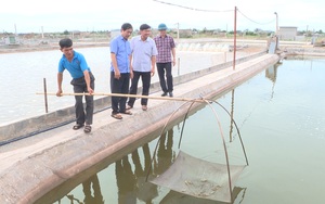 Những cuộc “cách mạng” trên đất lúa kém hiệu quả (Bài 1): Thu tiền tỷ nhờ nuôi tôm thẻ, trồng cây ăn trái