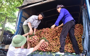 Lo dịch Covid-19 phức tạp, Bộ NNPTNT sẽ làm việc với Đại sứ Trung Quốc tại Việt Nam bàn tiêu thụ nông sản