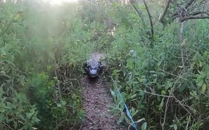 Video: Choáng váng trước cuộc rượt đuổi “nghẹt thở” giữa cá sấu khổng lồ và anh chàng câu cá