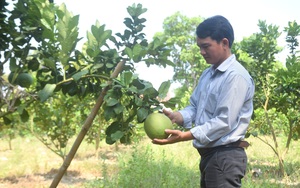 Bình Định: Vùng đất này ông trời tiết kiệm nước mưa, nông dân trồng cây gì mà ra trái quá trời?