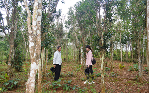 Vùng đất này của tỉnh Quảng Trị chỉ là trồng cây chè xanh thôi, vì sao muốn hái lá dân phải bắc thang trèo?