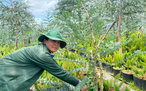 Làm giàu khác người: Một nông dân tỉnh Lâm Đồng hái lá cây bán thu tiền lời cao hơn gấp 4 lần trồng cà phê