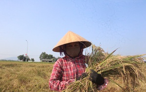 Hà Tĩnh: Có nhiều máy gặt đập liên hoàn, nhưng vì sao nhiều nông dân vẫn hứng gió Lào ra đồng gặt lúa bằng liềm?