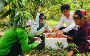 190 thương nhân Trung Quốc được phép sang Bắc Giang mua vải nhưng 3 tỉnh Trung Quốc không cho người nhập cảnh vì ngại Covid-19