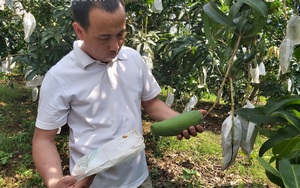 Sơn La muốn đón thương nhân Trung Quốc lên khảo sát tiêu thụ trái cây sau khi mua xong vải Bắc Giang