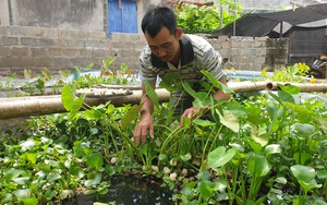 Thanh Hóa: Nuôi con cả ngày bò được nửa mét, ấm lên là nhả ra &quot;vàng trắng&quot;, bán tiền triệu mỗi kg