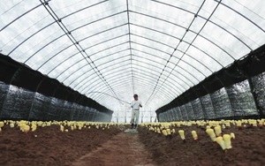Mục sở thị trang trại trồng và thu hoạch nấm Linh chi đỏ tại Nhật Bản