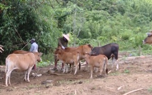 Lai Châu: Ngăn chặn bệnh viêm da nổi cục trên trâu bò