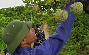 Một ngày giải ngân hơn 1 tỷ đồng, nông dân Quảng Ninh &quot;vỡ òa&quot; khi nhận vốn vay 