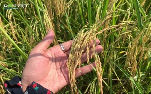 Đưa giống lúa ST24 ngon nhất nhì thế giới về trồng ruộng nhà, nông dân Hà Tĩnh được mùa bội thu