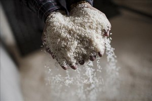 Philippines giảm thuế nhập khẩu gạo để đảm bảo an ninh lương thực