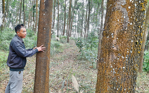 Yên Bái: Giàu nhất làng vì ròng rã hơn 8 năm &quot;chôn kho báu&quot; tiền tỷ dưới đất rừng