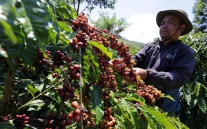 Giá cà phê tăng mạnh, dự báo giá cà phê tiếp tục tăng vì thiếu hụt toàn cầu