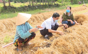 Long An: Ra đồng trồng nấm rơm ăn ngọt lừ, hái bán đắt như tôm tươi