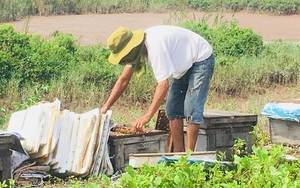 Ninh Bình: Nuôi loài côn trùng bay cả ngày ven biển làm ra thứ mật ai nếm cũng tấm tắc khen hảo hạng