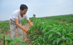 Những cuộc “cách mạng” trên đất lúa kém hiệu quả (Bài cuối): Phải gắn với kế hoạch và tín hiệu thị trường 