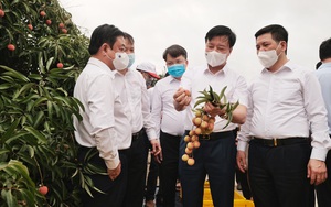 Mở vườn quả tiến vua, Bộ trưởng Bộ NNPTNT Lê Minh Hoan ví von: "Vải em là vải vườn nhà"