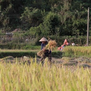 Bức tranh đẹp mê hồn “mùa vàng” trên ruộng bậc thang ở vùng cao Nghệ An 