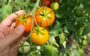 Công nghệ mới làm cà chua lâu chín hơn, nhà nông mừng vui