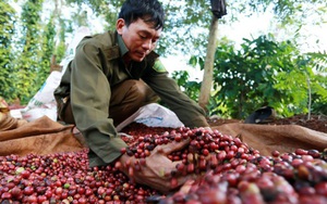Giá nông sản hôm nay 21/5: Cà phê quay đầu giảm, giá tiêu tiếp tục đi ngang