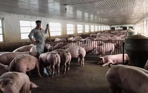 Bộ NNPTNT: Cả nước còn 390 ổ dịch tả lợn châu Phi, đàn lợn vẫn tăng 11,6% 