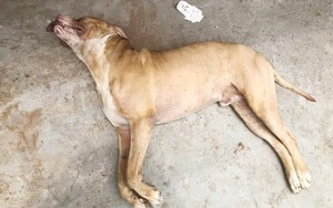Chó pitbull cắn chết người ở Long An: Chủ chó nói về nạn nhân