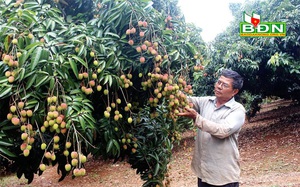 Đắk Nông: Ông nông dân này trồng giống vải gì mà trái ra muốn gãy cành, vườn có 250 cây bán lãi tới 300 triệu?