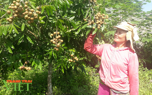 Lai Châu: Nhiều giải pháp giúp người dân nâng cao kiến thức trong sản xuất nông nghiệp