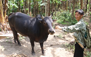 Sơn La: Nuôi trâu "vai u", nuôi bò "thịt bắp" ở trong rừng, cho liếm tí muối, lão nông người Mông kiếm bộn tiền
