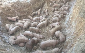 Quảng Trị: Tiêu hủy gần 1.000 con lợn sống nhập khẩu từ Thái Lan bị dịch tả lợn châu Phi